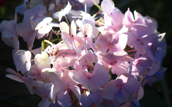 Carnet de voyage - Curiosités de la foire agricole