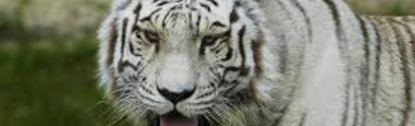 Japon: un gardien de zoo tué par un tigre blanc