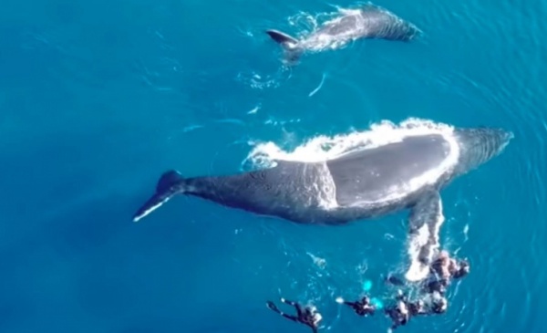Whale watching : "Eviter l'anarchie sur le plan d'eau"