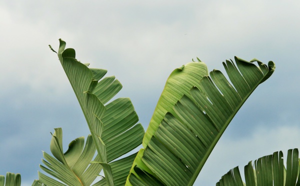 En Martinique, le chlordécone au centre des préoccupations
