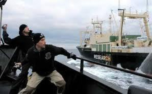 Sauver les baleines en Antarctique, un "job" à haut risque