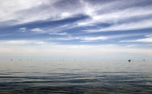 Mexique: six spécimens d'une espèce au bord de l'extinction repérés