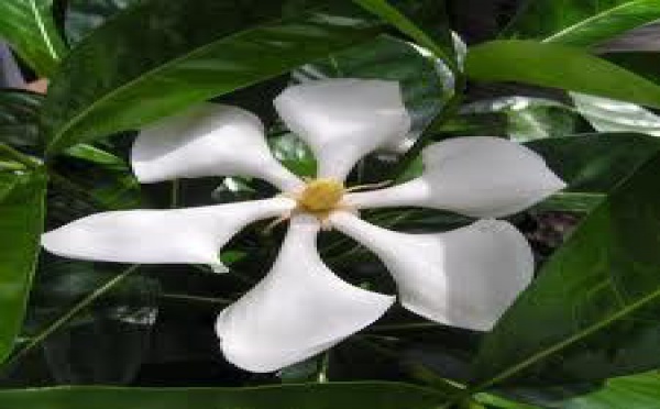 Création d’un comité d’orientation et d’évaluation de la politique agricole