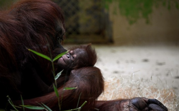 Naissance d'un bébé orang-outan au Jardin des Plantes à Paris