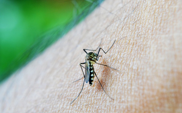 La Réunion – Girardin: des moyens "à la hauteur des risques" seront déployés pour lutter contre la dengue