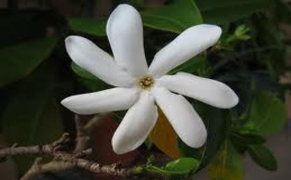 La justice tahitienne tranche un feuilleton judiciaire sur l'AOC du monoï