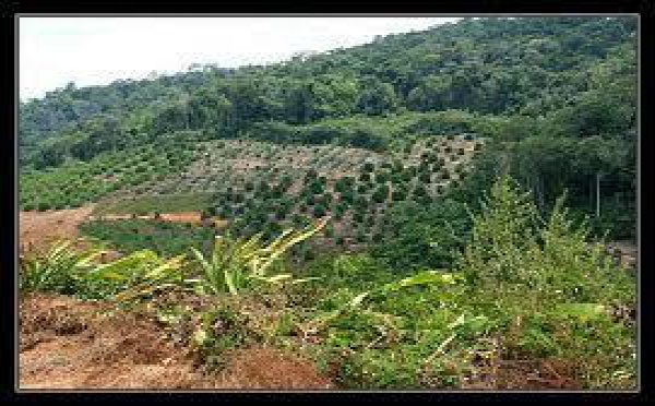 Un projet de loi du pays pour moderniser le statut des coopératives agricoles