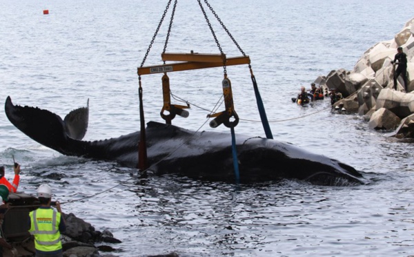 À la Réunion, vive émotion après la mort d'un baleineau échoué