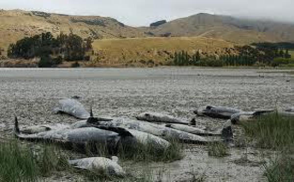 Nouvel échouage massif de globicéphales en Nouvelle-Zélande