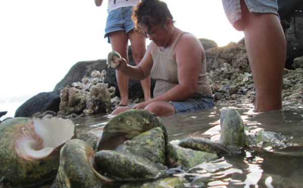 La pêche aux trocas bientôt ouverte à Paea, Papara et Teva i Uta