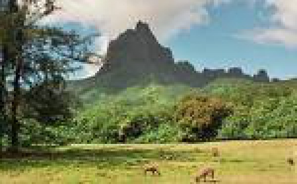 ALERTE SÉCHERESSE À MOOREA.