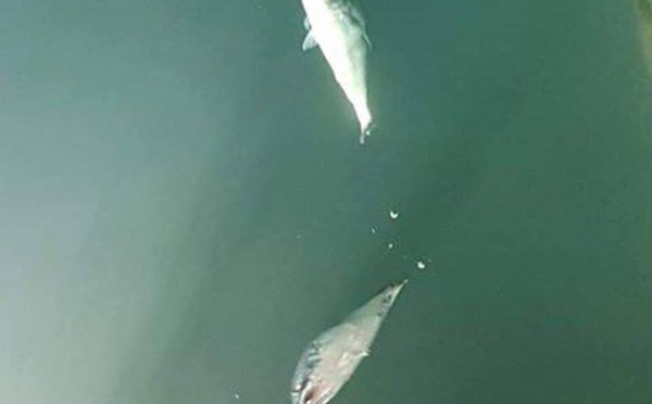 Un collectif veut sauver les poissons du front de mer de Papeete