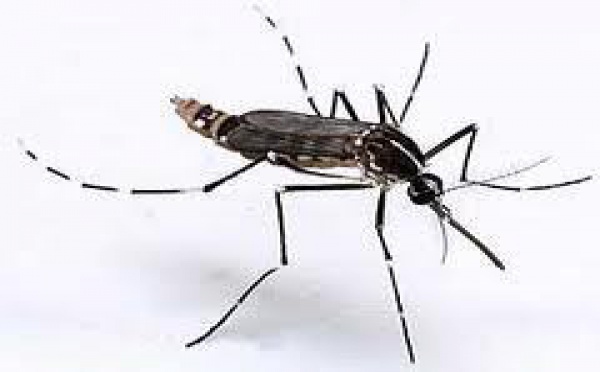 La Nouvelle-Calédonie craint une épidémie imminente de chikungunya