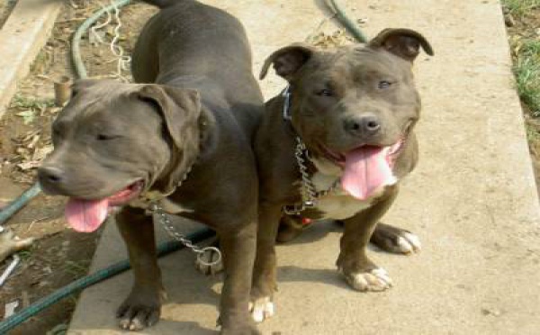 Un homme de 36 ans attaqué par une meute de chiens à Faa’a