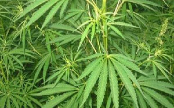 Saisie de 435 pieds de pakalolo à Huahine