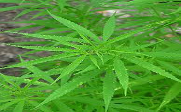 Un forcené défend sa plantation avec un coupe-coupe