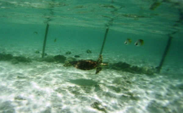 Une action Etat/Pays dans la lutte contre le trafic des tortues