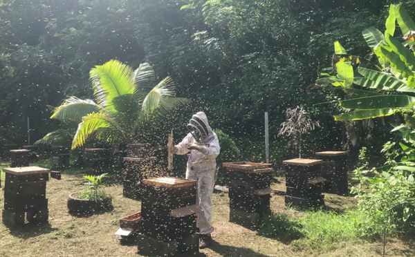 Apiculture : une filière à l'épreuve