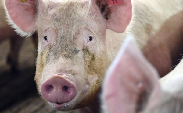 Des centaines de cochons entiers volés pendant 6 ans