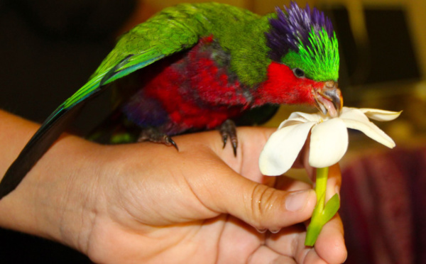 Carnet de voyage - A Rimatara vole l’oiseau arc-en-ciel