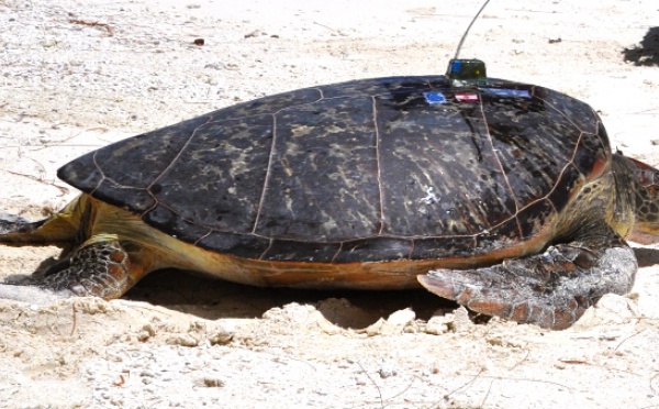 Des tortues suivies par satellite: une étude menée par Te mana o te moana.