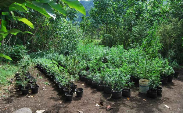 2 800 pieds de paka découverts à Papara