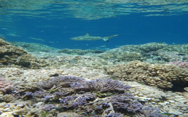 Le LABEX CORAIL lauréat du premier appel à projets " laboratoires d'excellence "