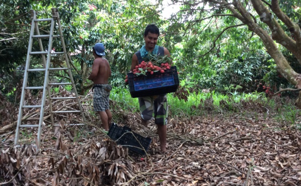 Le litchi, trésor rouge de Tubuai