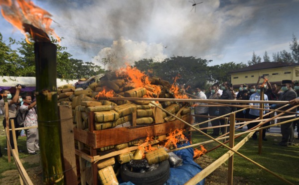 Indonésie : la police brûle une montagne de marijuana