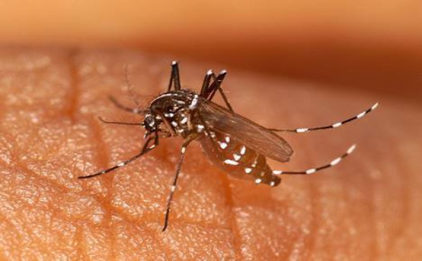 Chikungunya : 17 cas en Nouvelle-Calédonie, la Polynésie prend des mesures préventives