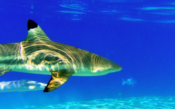 Recensement des mammifères marins par observation aérienne