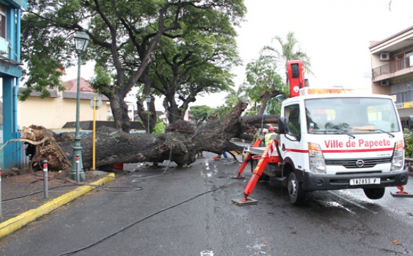 Chute d'un arbre en plein centre ville de Papeete