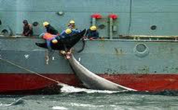 Le dossier des baleines devant la Cour internationale de Justice de La Haye
