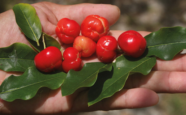Carnet de voyage - Ces nouveaux fruits de Tahiti