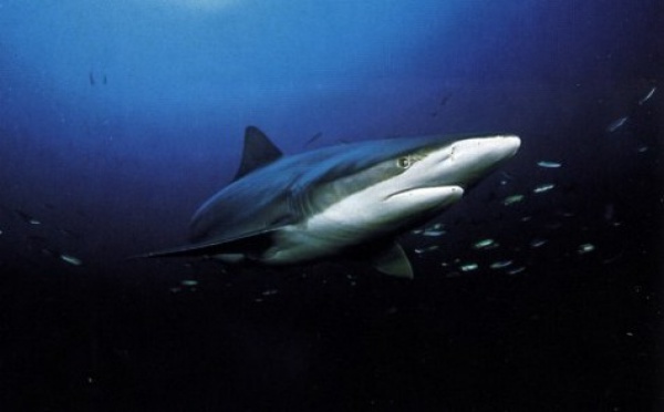 Un adolescent tué par un requin en Nouvelle-Calédonie