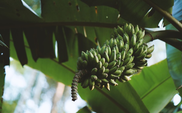 Lien entre chlordécone et cancer de la prostate: bientôt un appel à projet