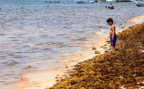 En Guadeloupe, les sargasses reviennent, la lutte s’organise