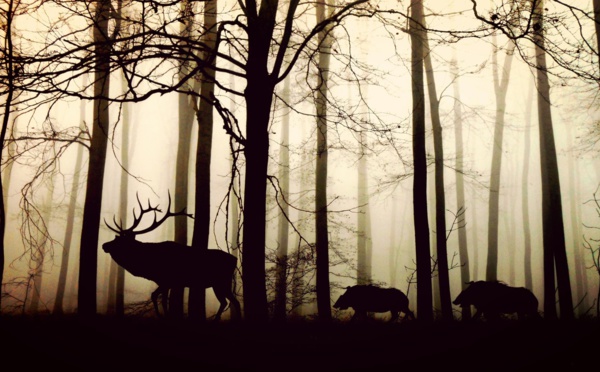 Dans la Meuse,"mobilisation sans précédent" pour endiguer la peste porcine