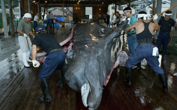 Japon: à Minamiboso, la pêche à la baleine est une raison d'être
