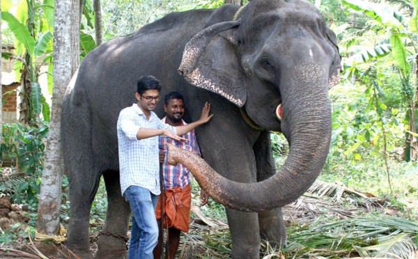 Inde: une éléphante d'Asie meurt à 88 ans, un record de longévité