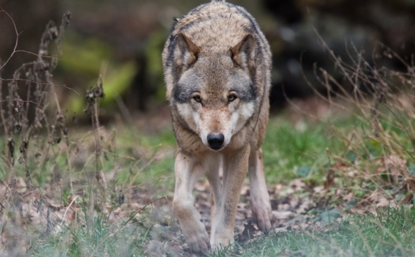 Var: un loup au "comportement agressif" abattu près d'un camping