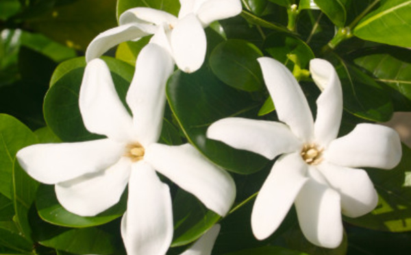 Carnet de voyage - Vie (et mort) d'un tiare Tahiti