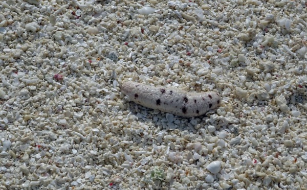 Braconnage en Corse : saisie de 200 kg de concombres de mer