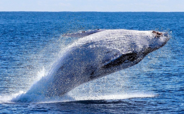C’est la journée de la baleine !