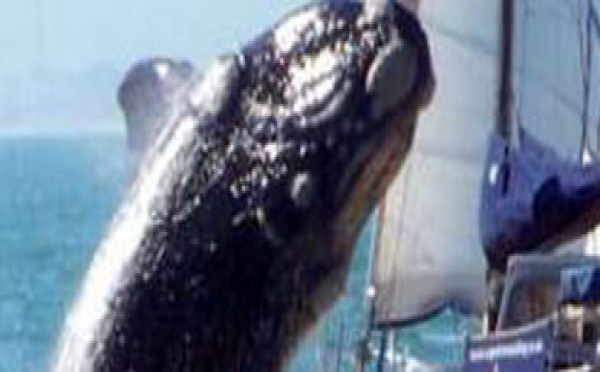 Collision entre un voilier et une baleine dans le sud des Marquises