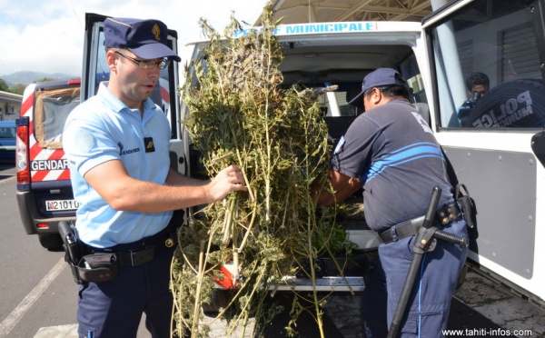 500 pieds de paka saisis à Faa'a