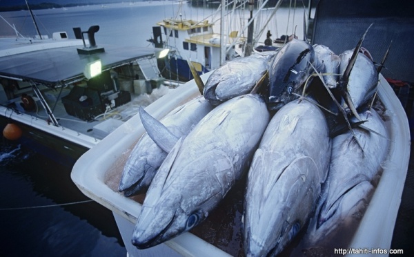 Stocks de thonidés : l’UICN tire la sonnette d’alarme