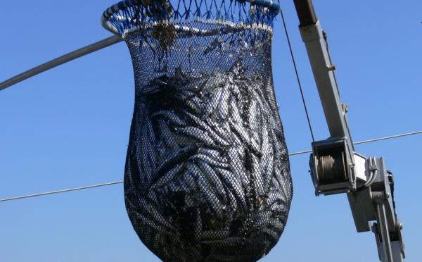 Police régionale des pêches : l’axe FRANZUS prend forme en Polynésie