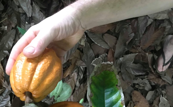 Pour ses 10 ans, Couleur cacao lance une tablette 100% locale (et ouvre ses portes)