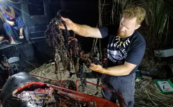 Une baleine meurt aux Philippines avec 40 kg de plastique dans l'estomac